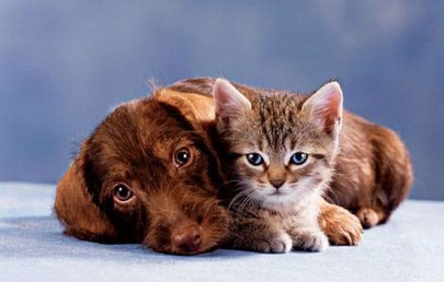 Dogs-and-Cats1